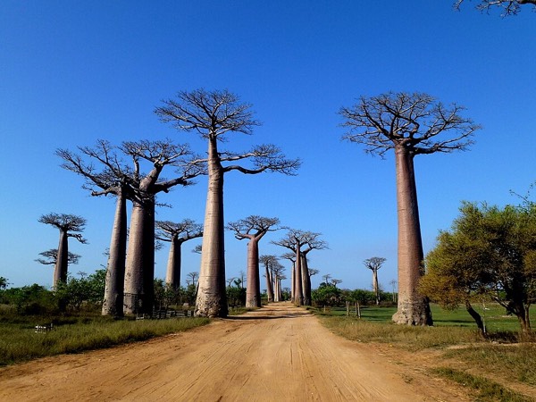 Avenue of the Baobabs